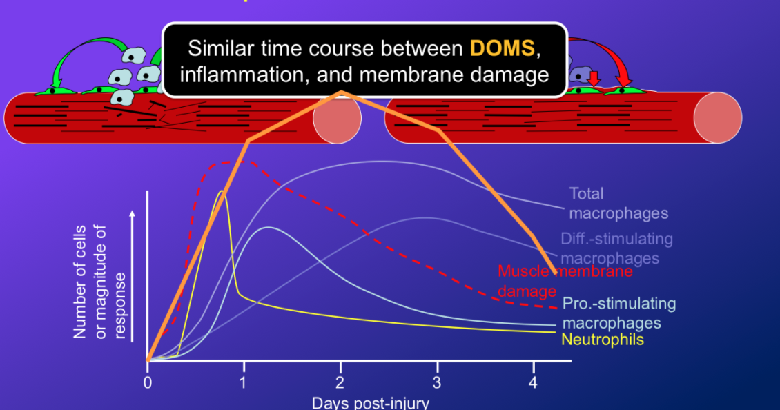 <p>-so M1 are in degredation and signal the satellite cells that go to either repair or build new fibres</p><ul><li><p>phagocytic cleanup and stimulate SC activation and proliferation</p></li></ul><p>-<strong>the second set of macrophages (M2) determine the differentiation of the muscle cell (induce satellite cell fusion and differentiation</strong></p><ul><li><p>so basically matures the myoblast into a muscle fibre and turns these new or repaired fibres into functional units</p></li></ul><p>-so we feel the DOMS when M1 is peaked and there is a lot of muscle damage</p><p>-make sure you know this timeline!</p>