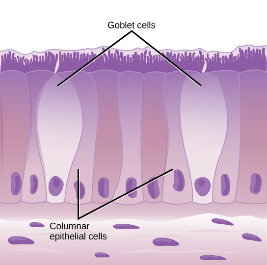 One cell forming the gland (goblet cells)
