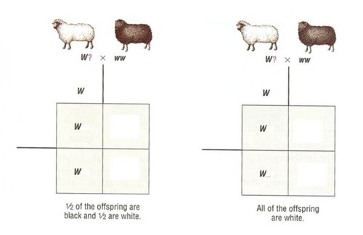 <p>a tool used to predict the genotypes and/or phenotypes of the offspring and their expected ratios</p>