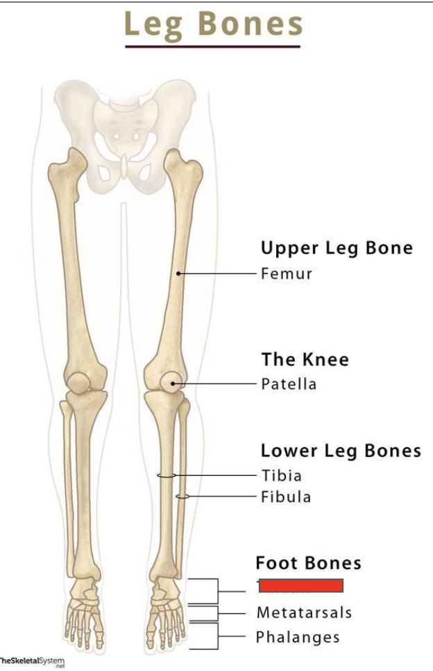<p>Name the coverd bone</p>
