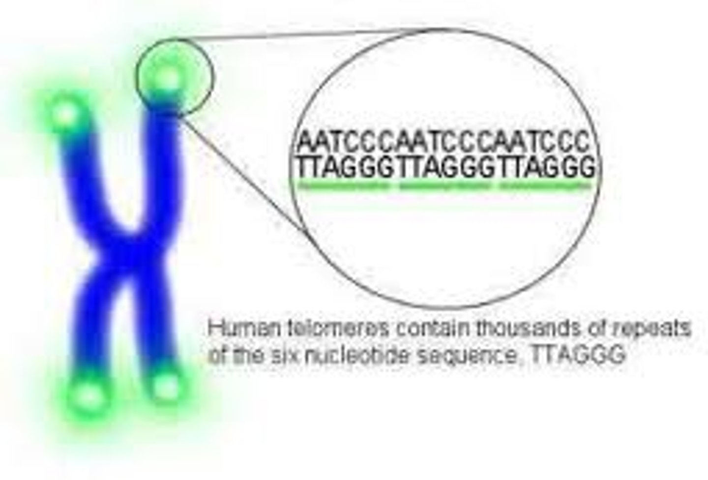 <p>Repeated DNA sequences at the ends of eukaryotic chromosomes</p>