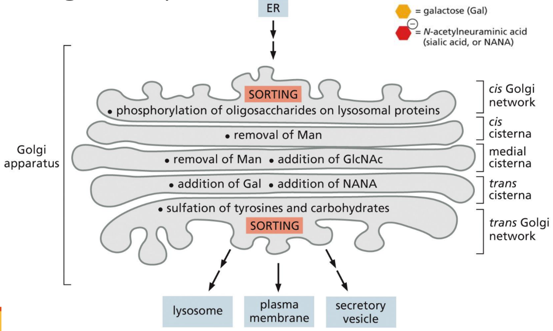<p><span>Moving through the Golgi: &nbsp;</span></p><ul><li><p class="Paragraph SCXW154310522 BCX0" style="text-align: left"><span>Unclear process but it is known that vesicular transport forms into what is needed to get the job done&nbsp;</span></p></li></ul><ul><li><p class="Paragraph SCXW154310522 BCX0" style="text-align: left"><span>Directional&nbsp;</span></p></li></ul><p></p>