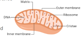 <p>Double membrane energy harvesting organelle</p><div data-type="horizontalRule"><hr></div><p>Structure:</p><ul><li><p>Smooth outer membrane</p></li><li><p>Folded inner membrane (folds are the cristae, increasing surface area)</p></li><li><p>Intermembrane space: fluid-filled space between membranes</p></li><li><p>Matrix: inner fluid-filled space</p></li><li><p>DNA, Ribosomes</p></li><li><p>Enzymes: free & membrane-bound</p></li></ul><p></p>