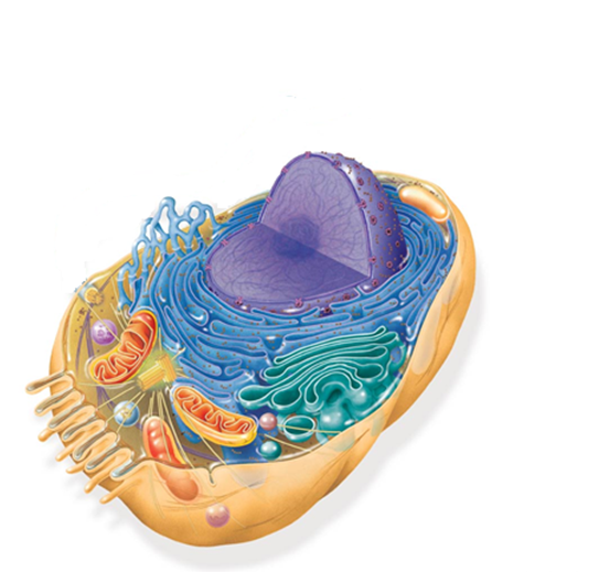 <p>What organism cell is this?</p>