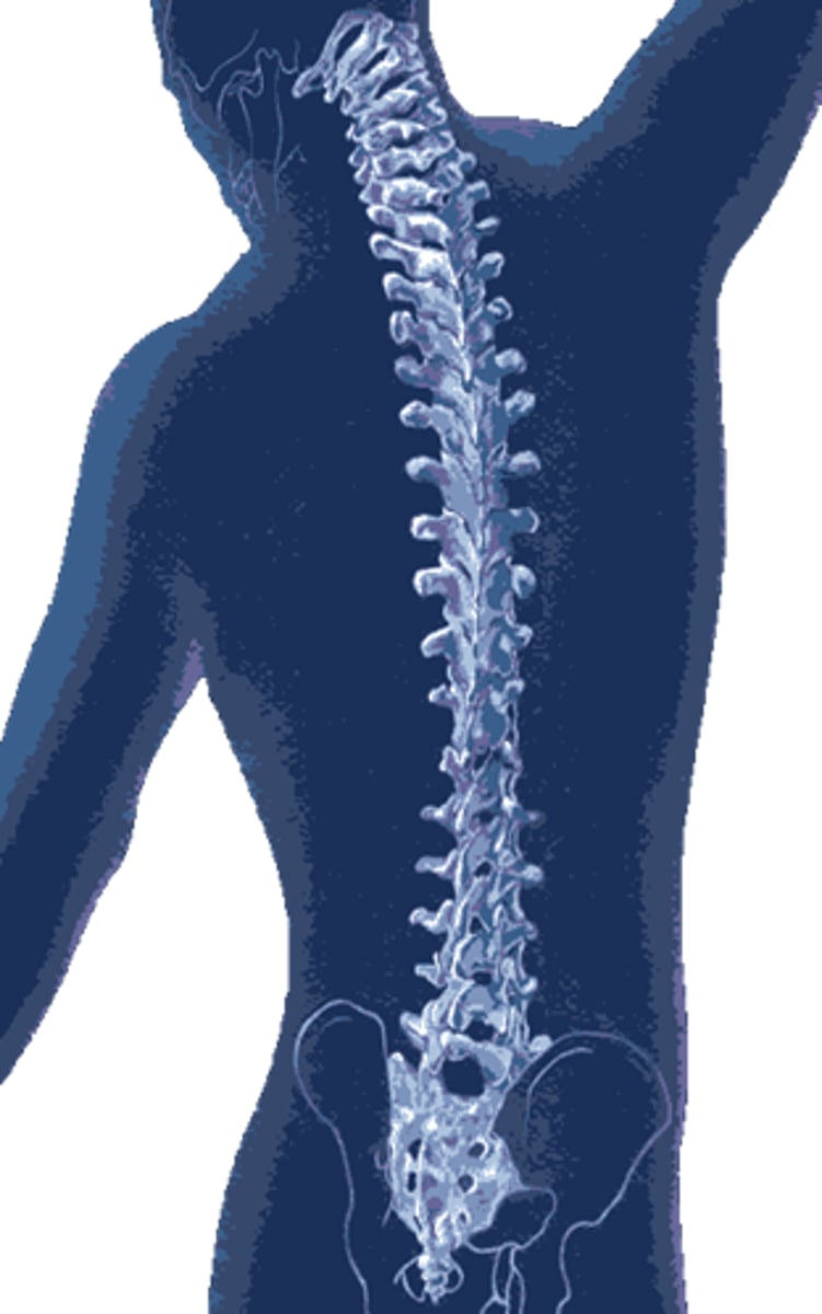 <p>spine, backbone</p>