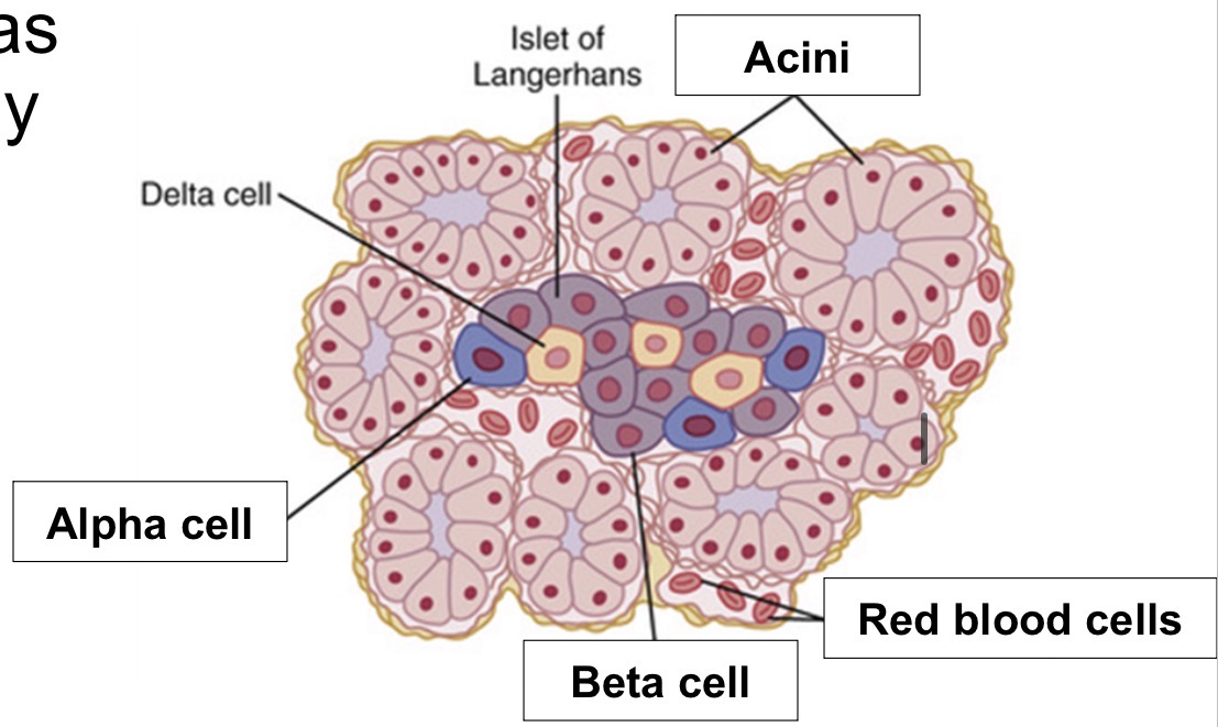 <p>Has clusters of exocrine and endocrine cells</p><p>Exocrine:</p><ul><li><p>Pancreatic acini </p></li><li><p>Secrete contents into duct system → duodenum</p></li></ul><p>Endocrine:</p><ul><li><p>Islets of Langerhans</p></li></ul><p></p>