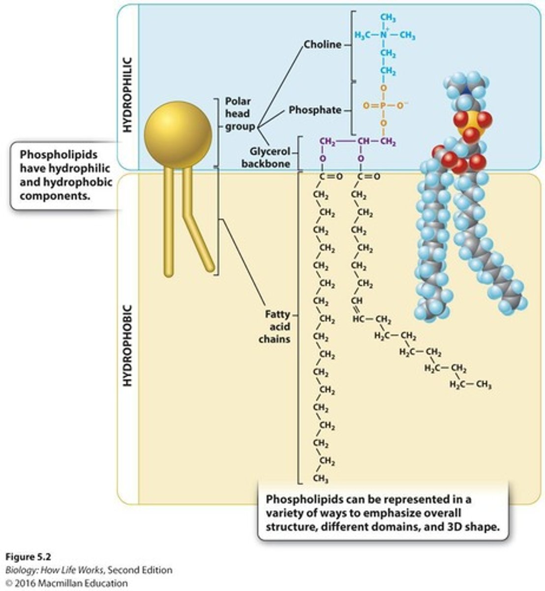 <p>Phospholipids are amphipathic molecules, meaning they have both hydrophobic (non-polar) and hydrophilic (polar) regions.</p>