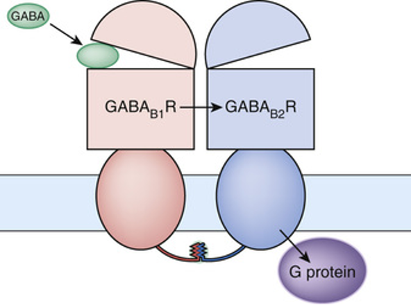 <ul><li><p>dimer made of two 7 transmembrane domains Second intracellular subunits held together by coil interactions between C-terminus tails </p></li><li><p>Activation occurs when GABA binds to extracellular domain of B1 subunit</p></li><li><p>Located pre and postsynaptically</p></li><li><p>GPCR that couples through Gi/Go</p></li></ul><p></p>