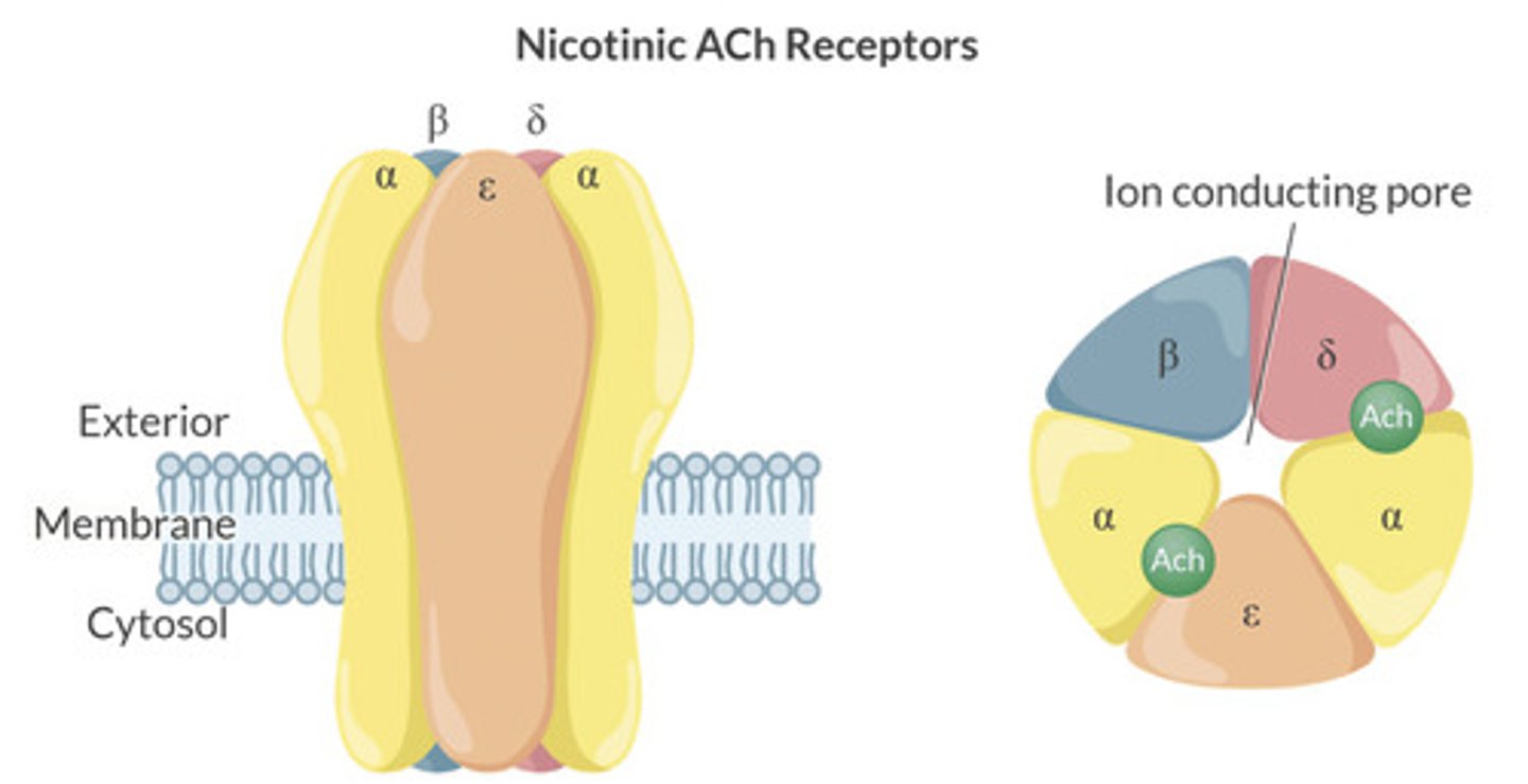 <p>2 Ach molecules must bind with the Alpha subunit on the N receptors to initiative confirmational change.</p><p>Nicotinic receptors are pentameric complexes with 2 binding sites: see picture.</p>