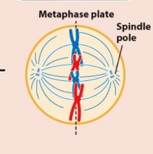 <p>metaphase</p>