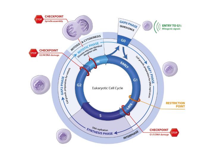 <p>By listing G1, S, G2, M, and G0 and their associated checkpoints.</p>