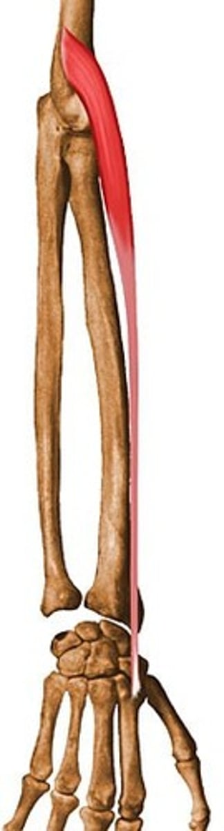 <p>- Origin = lateral supracondylar ridge of humerus</p><p>- Insertion = base of 2nd metacarpal (radial side)</p><p>- Primary Actions = wrist extension, radial deviation/flexion</p><p>- Innervation = radial nerve</p>