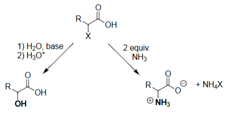 <ul><li><p>Ammonia performs SN2 attack at the α-carbon.</p></li><li><p>Requires excess NH₃ to drive substitution.</p></li><li><p>Produces the α-amino acid (as NH₃⁺ product).</p></li><li><p>Halide leaves as NH₄X.</p></li></ul><p></p>