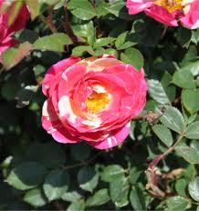 <p><span>Deciduous shrub with thorny stems, green leaves, and large, showy flowers in various colors. Used ornamentally.</span></p>
