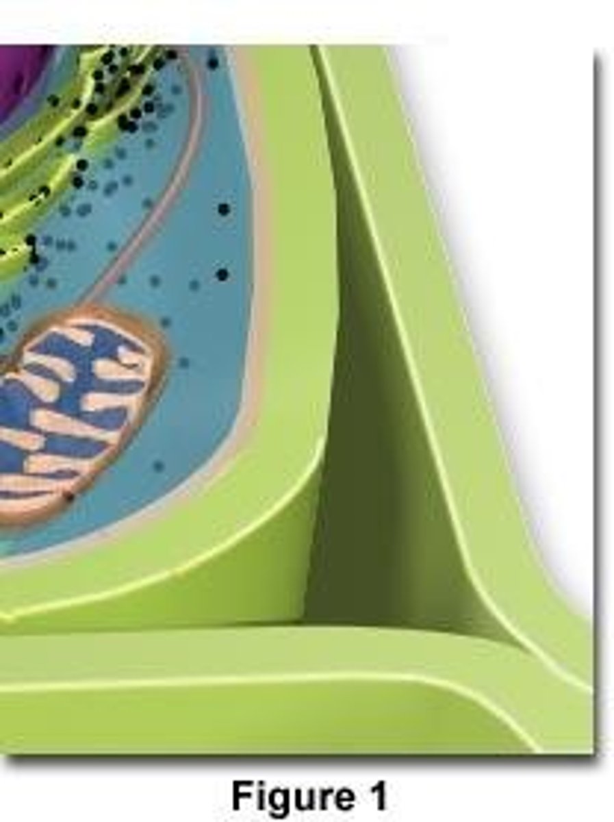 <p>A rigid structure that surrounds the cell membrane and provides support</p>