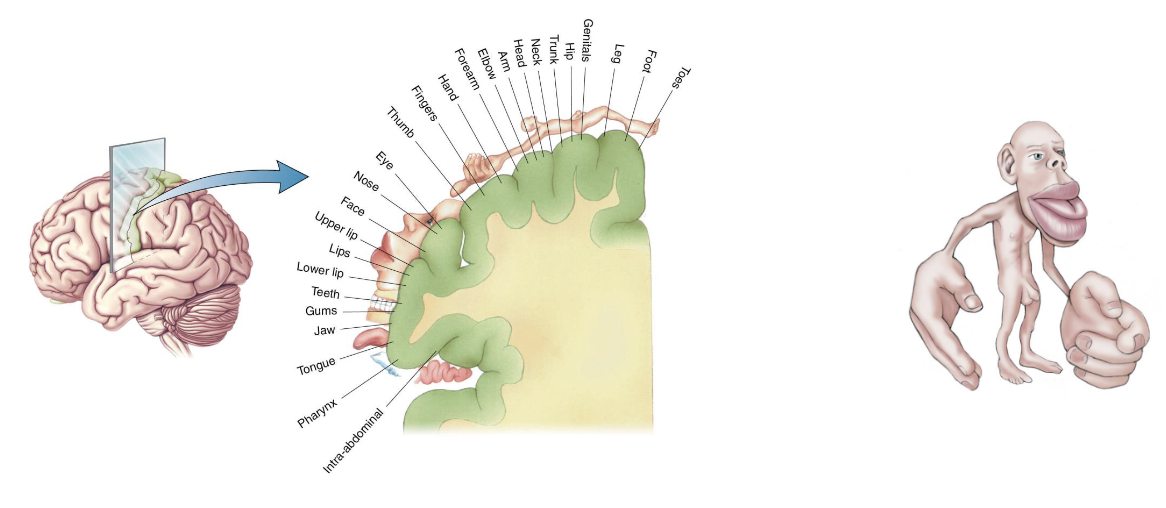 <ul><li><p>Mapping of the somatosensory cortex</p></li><li><p>Homunculus represents the density of sensory input</p></li></ul><p></p>