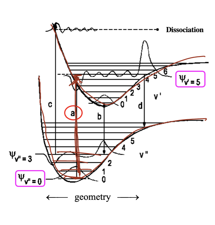 If one starts in the electronic ground state in the lowest vibrational state labeled v" the Franck-Condon principle says \n that the geometry does not change upon electronic \n excitation. This means one follows the arrow a (vertical transition) and ends up in the excited electronic state in the vibrational excited state labeled v'.