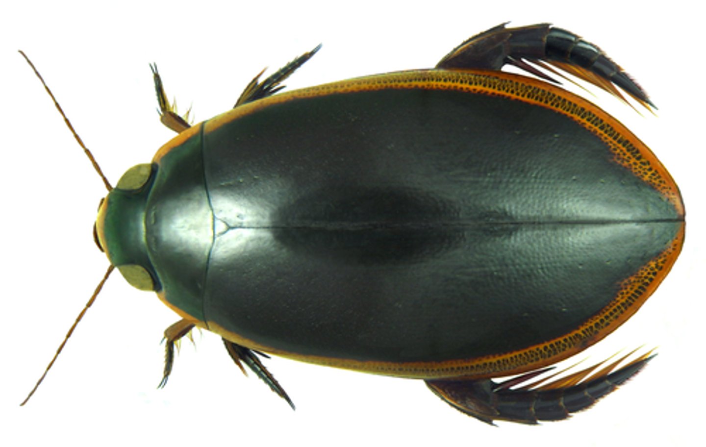 <p>What is this leg type?</p>