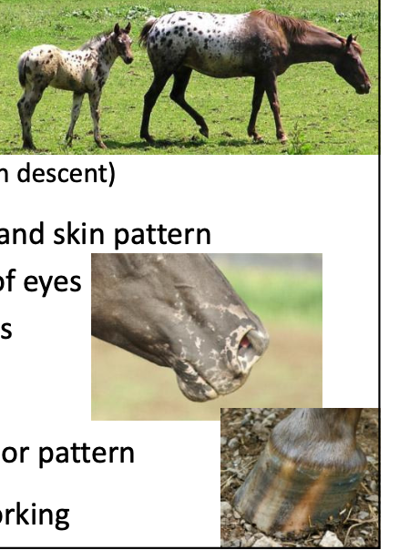 <p>Appaloosa</p><p></p><p>Origin: United States (likely of Spanish descent)</p><p>Color: Mottled coat and skin pattern, white sclera of eyes, striped hooves</p><p>Body: 14-16 hands</p><p>Traits: Distinctive color pattern</p><p>Purpose: riding and working</p>