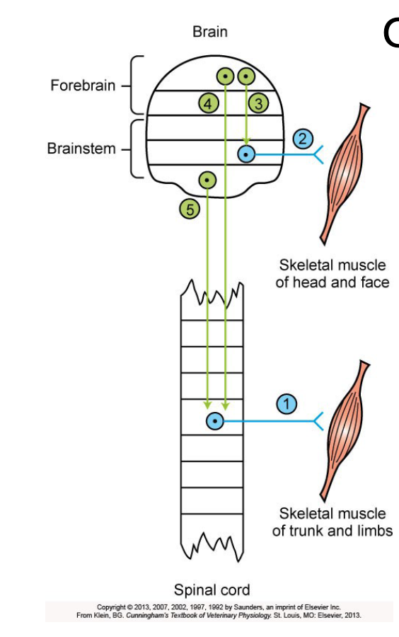 <p>upper motor neurons - stay in CNS adn control lower motor neurons</p><p>lower alpha motor neurons - exit CNS (ventral horn)and innervate skeletal muscles</p>