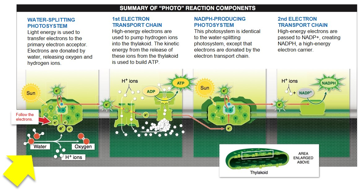 <p><span>If the first photosystem is unable to split water, what will occur? </span></p>