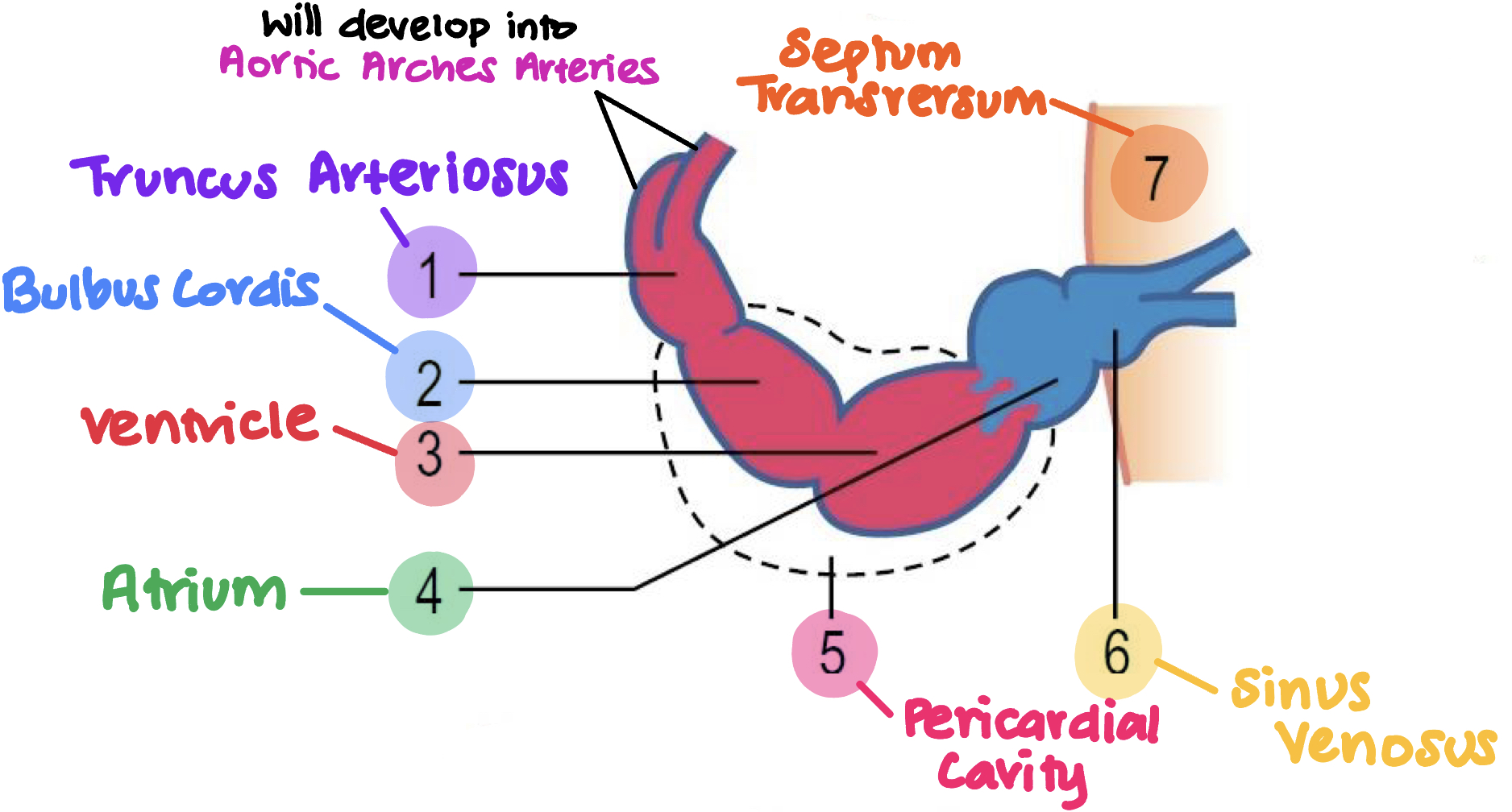<p>Develops in to the <span style="color: #ecec0f"><strong>posterior</strong></span><strong> </strong>portion of the </p><ul><li><p><span style="color: #e7d800"><strong>Right atrium </strong></span></p></li><li><p><span style="color: #e7d800"><strong>Sinoatrial nod </strong></span></p></li><li><p><span style="color: #e7d800"><strong>Coronary sinus</strong></span><strong> </strong></p></li></ul><p></p>