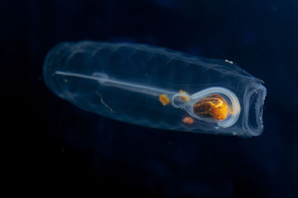 <p>tunicates- enclosed in a tunic with openings at either side, pump water thru gelatinous bodies</p>