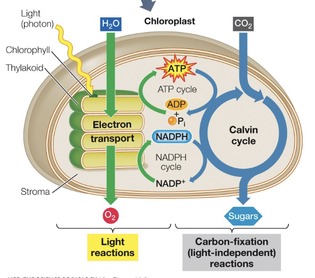 <p>What is depicted</p>