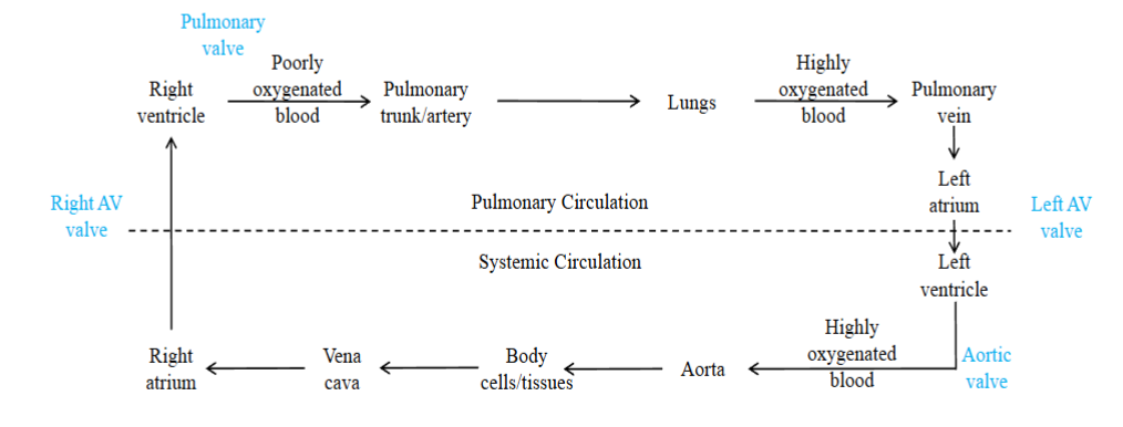 <ul><li><p><span style="color: rgb(0, 0, 0);"><span>The circulatory system can be divided into two serial (in sequence) circuits: the pulmonary circulation and the systemic circulation</span></span></p></li><li><p><span style="color: rgb(0, 0, 0);"><span>Pulmonary circuit: carries blood to and from the gas exchange surfaces of the lungs; blood entering the lungs is poorly oxygenated; once blood enters the lungs, oxygen diffuses from the lung tissues to the blood; blood leaving the lungs is highly oxygenated</span></span></p></li><li><p><span style="color: rgb(0, 0, 0);"><span>Systemic circuit: transports blood to and from the rest of the body; blood</span></span><span style="color: rgb(0, 0, 0);"><br></span><span style="color: rgb(0, 0, 0);"><span>entering the body tissues is highly oxygenated; oxygen diffuses from the blood</span></span><span style="color: rgb(0, 0, 0);"><br></span><span style="color: rgb(0, 0, 0);"><span>to the interstitial fluid surrounding the tissue cells; blood leaving the tissues is poorly oxygenated</span></span></p></li><li><p><span style="color: rgb(0, 0, 0);"><span>The left side of the heart receives blood from the pulmonary circulation and pumps it to the systemic circulation. The right side of the heart receives blood from the systemic circulation and pumps it to the pulmonary.</span></span></p></li><li><p><span style="color: rgb(0, 0, 0);"><span>Blood moves from the pulmonary circuit to the heart and then to the systemic circuit before returning back to the heart: it moves in series</span></span></p></li><li><p><span style="color: rgb(0, 0, 0);"><span>Arteries → carry blood away from heart; most carry highly oxygenated blood except pulmonary trunk and pulmonary arteries which carry poorly oxygenated blood to lungs</span></span></p></li><li><p><span style="color: rgb(0, 0, 0);"><span>Veins → carry blood to the heart; most carry poorly oxygenated blood back to the heart except pulmonary venules and pulmonary veins which carry highly oxygenated blood back to the left atrium from the lung</span></span></p></li><li><p><span style="color: rgb(0, 0, 0);"><span>Parallel flow to most organs; this means that each organ is supplied by a different artery and therefore its blood flow can be independently regulated</span></span><span style="color: rgb(0, 0, 0);"><br></span><span style="color: rgb(0, 0, 0);"><span>- An exception is the liver; it receives blood flow in parallel and in series</span></span></p></li><li><p><span style="color: rgb(0, 0, 0);"><span>Cardiovascular system can not only increase the rate of blood flow, but it can also alter the distribution of our blood flow, depending on the needs of your body, increasing blood flow to areas that need more blood and decreasing blood flow to areas that do not need as much blood at that time</span></span><span style="color: rgb(0, 0, 0);"><br></span></p></li></ul><p></p>