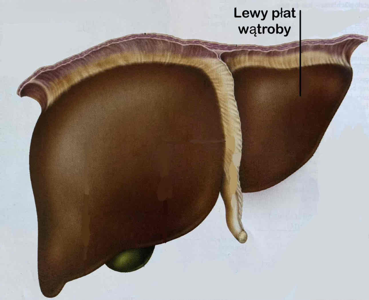 <p>Lobus hepatis sinister</p>