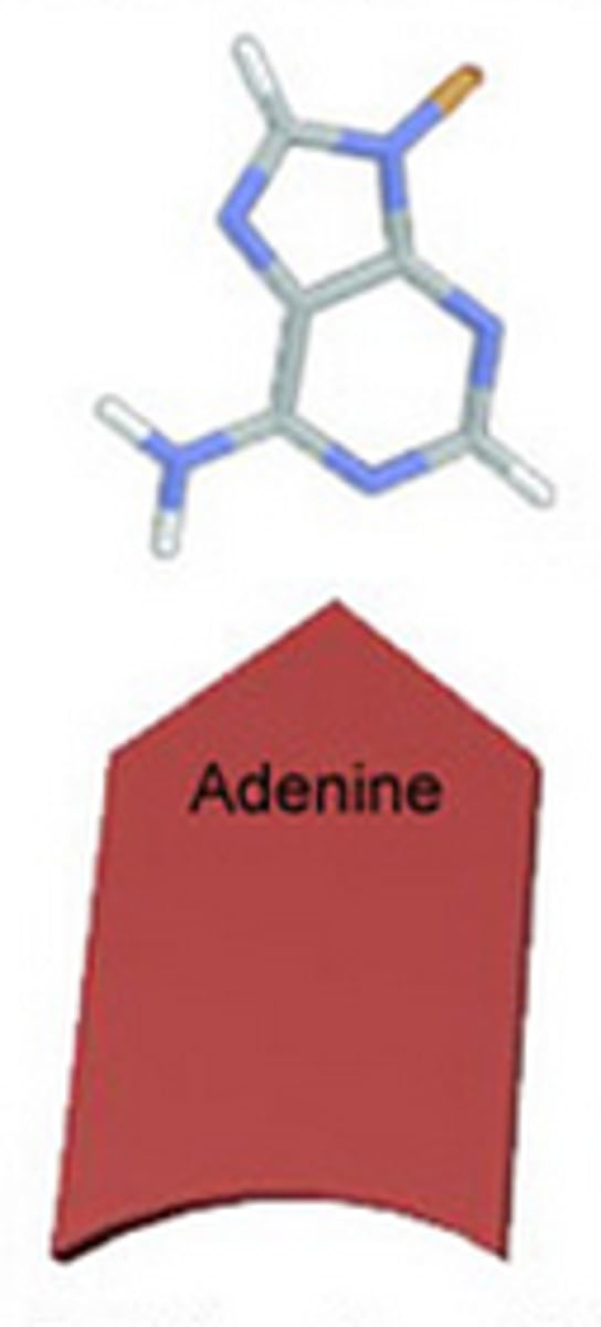 <p>one of the bases of DNA that binds with thymine.</p>
