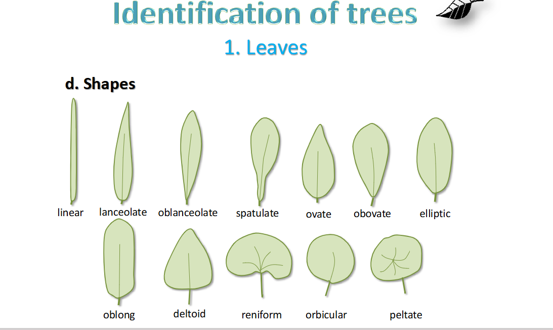 <p>shapes </p>