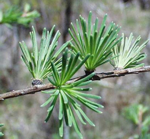 <p><em>Larix laricina</em></p>