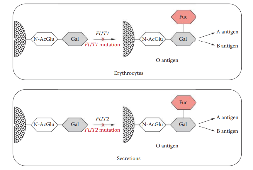 Tissue-specific O-antigen biosynthesis by FUT1 and FUT2 gene products. 