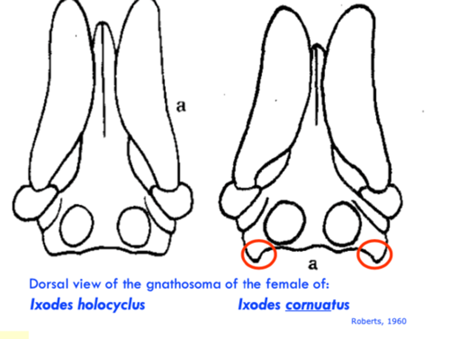 <p>Females of Ixodes cornuatus have distinct cornua</p>