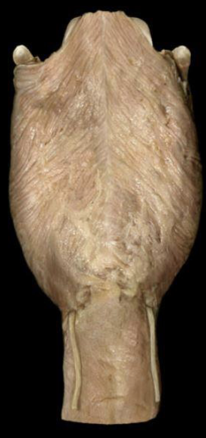 What structure is shown?