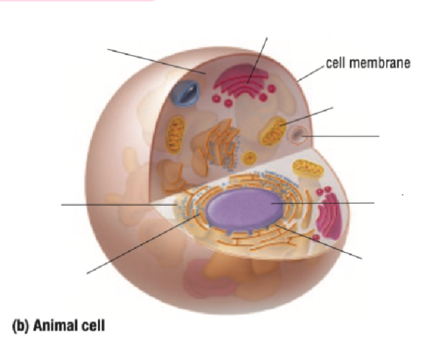 <p>Cell Membrane</p>