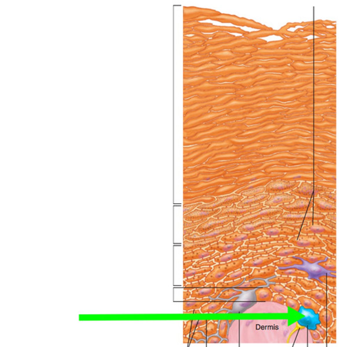 <p>Identify cell</p>