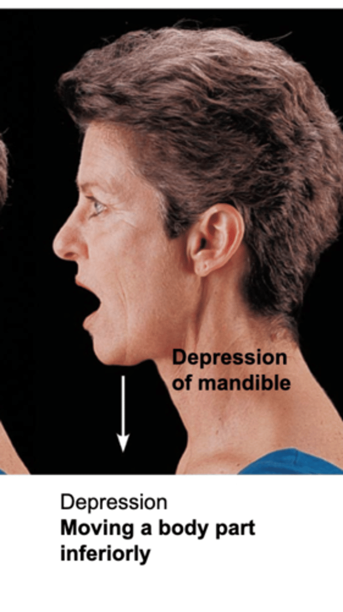 <p>Movement inferiorly (downward). Examples: Scapula, mandible.</p>