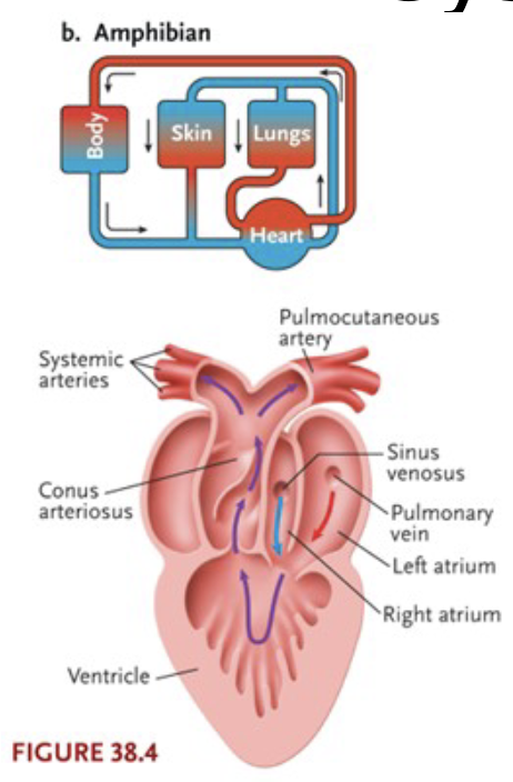 <p>1) Variable Circuit: Ectothermic tetrapods can bypass pulmonary circuit </p><ul><li><p>While diving</p></li><li><p>Cutaneous respiration</p></li></ul><p>2) Incomplete separation of ventricle: Ectotherms tolerate some mixture of deoxygenated blood and oxygenated blood due to low metabolic rates </p><p></p>