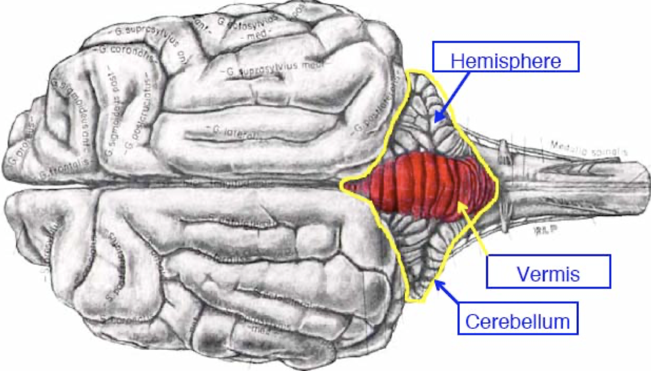 <p>Lateral portions =<strong> hemispheres&nbsp;</strong></p><p></p><p>Central portion = <strong>Vermis </strong></p>