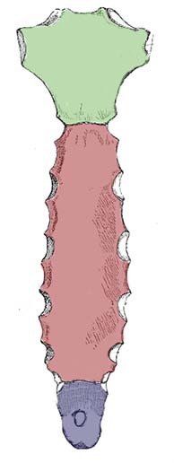 <p>xiphoid process</p>