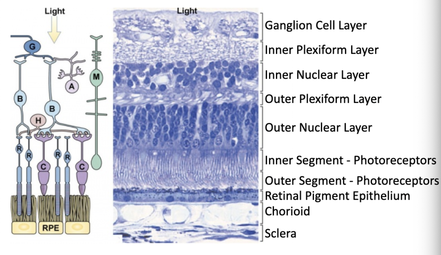 <p>outer plexiform layer</p>