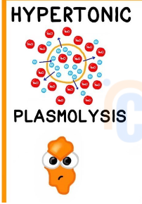 <p>A solution that has high solute : low water concentration <strong>(more solute)</strong> than a cell.</p><p><strong>Result </strong>: Water moves into the solution → <strong>Cell shrinks (Plasmolysis)</strong></p>