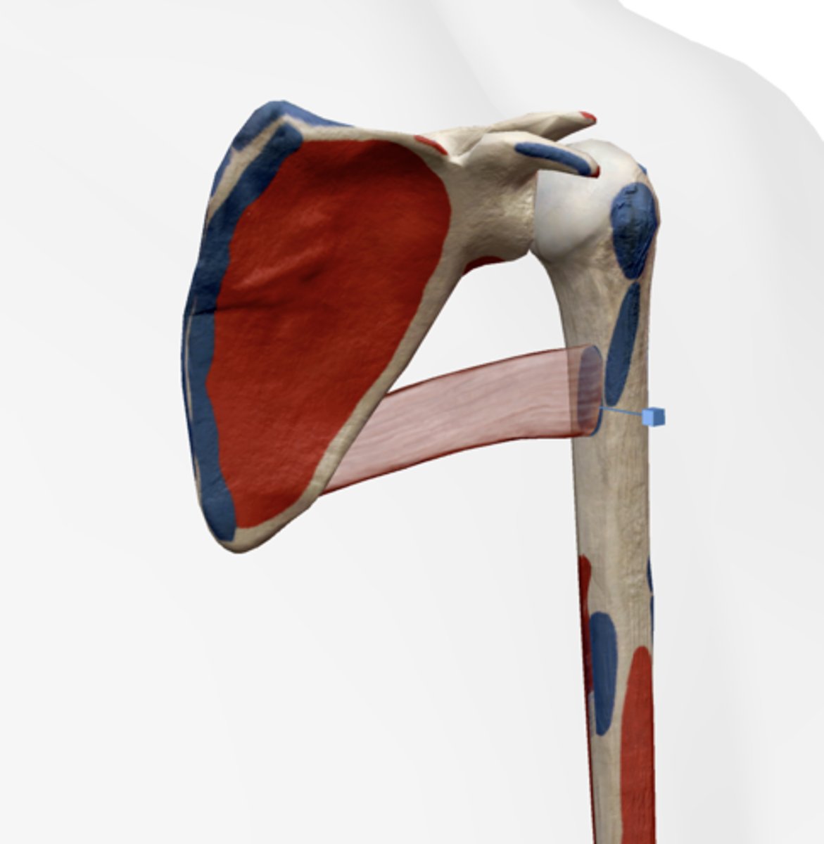 <p>Medial border of intertubercular sulcus of humerus</p>