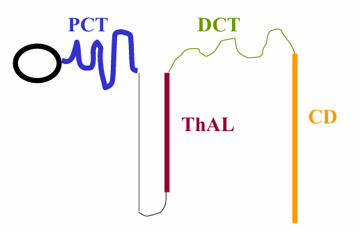 <p>-freely filtered</p><p>-&gt;95% of filtered K is reabsorbed in the proximal tubule and thick ascending limb</p><p>-what appears in the urine is secreted by the distal tubule and collecting duct</p>