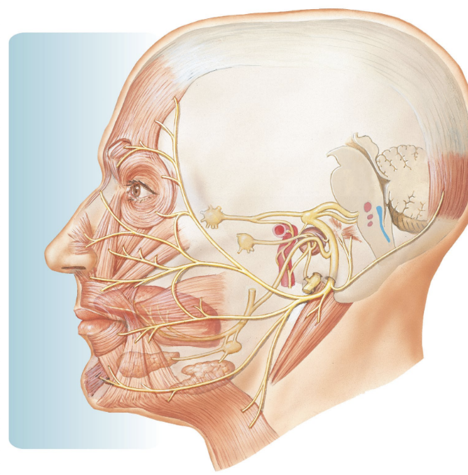 <ul><li><p>motor to muscles of facial expression</p></li><li><p>taste from anterior 2/3 of tongue</p></li></ul><p></p>