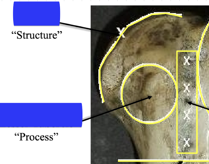 <p>Name the structure</p>