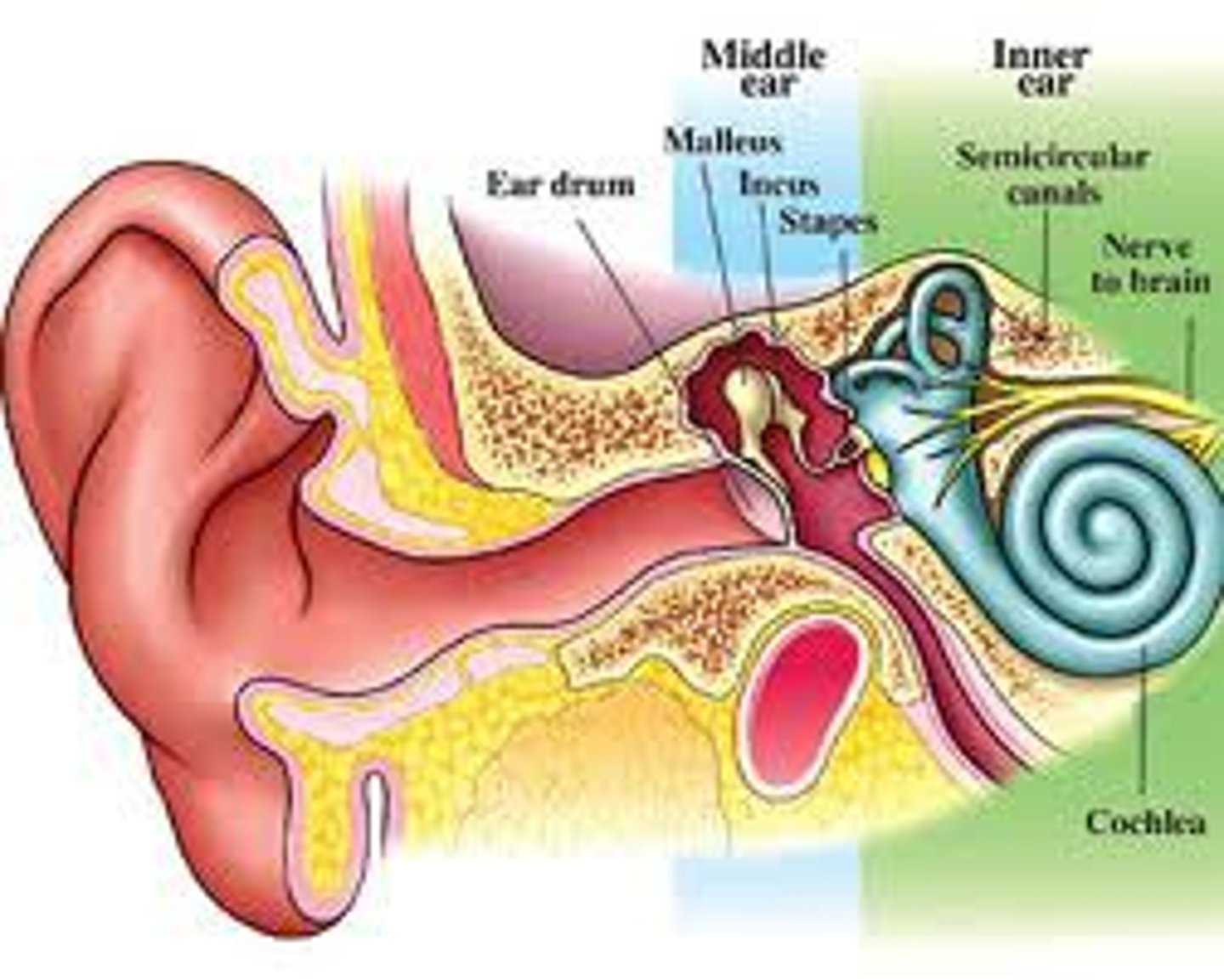 <p>(inner) ear</p>