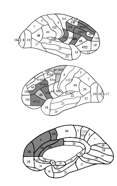 <ul><li><p>Tested frontal lobe P on a range of neuropsychological tasks</p><ul><li><p>classic frontal tasks (WCST, Stroop), language, memory tests requiring executive functions &amp; attentional tests</p></li></ul></li><li><p>Brain lesions were mapped out &amp; location of brain damage defined by registration to a standard anatomical template</p></li><li><p>Focus on parts of the frontal lobe involved in ‘cold’ cognition</p><ul><li><p>dorsolateral &amp; ventrolateral PFC, anterior cingulate cortex (ACC)</p></li></ul></li><li><p>found some correspondence between the Miyake model &amp; patients</p></li><li><p>Right lateral → monitoring</p><ul><li><p>Miyake’s “updating” variable included monitoring tasks</p></li></ul></li><li><p>Left lateral → task setting (separating stimuli)</p><ul><li><p>necessary for shifting as in Miyake’s model</p></li></ul></li><li><p>Convergence in medial PFC → energising</p><ul><li><p>No space for inhibition → Stuss says that inhibition may not exist at the psychological level</p></li></ul></li><li><p>Some agreement between behavioural and neuropsychological evidence – e.g. task setting &lt; left lateral PFC</p></li><li><p>But also some disagreement, even on fundamentals, e.g. the existence of specific components such as response inhibition</p></li></ul><p></p>